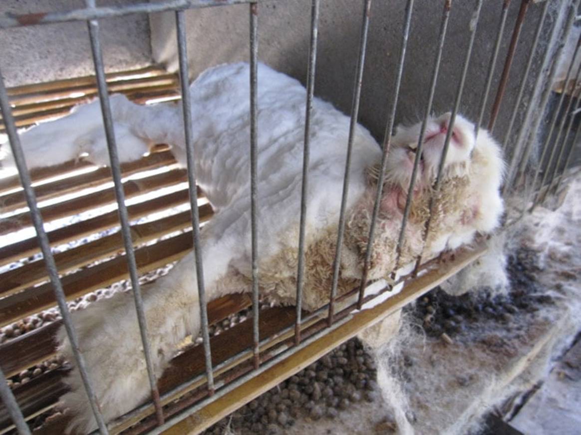 The problem with 'humane' certified fur and angora