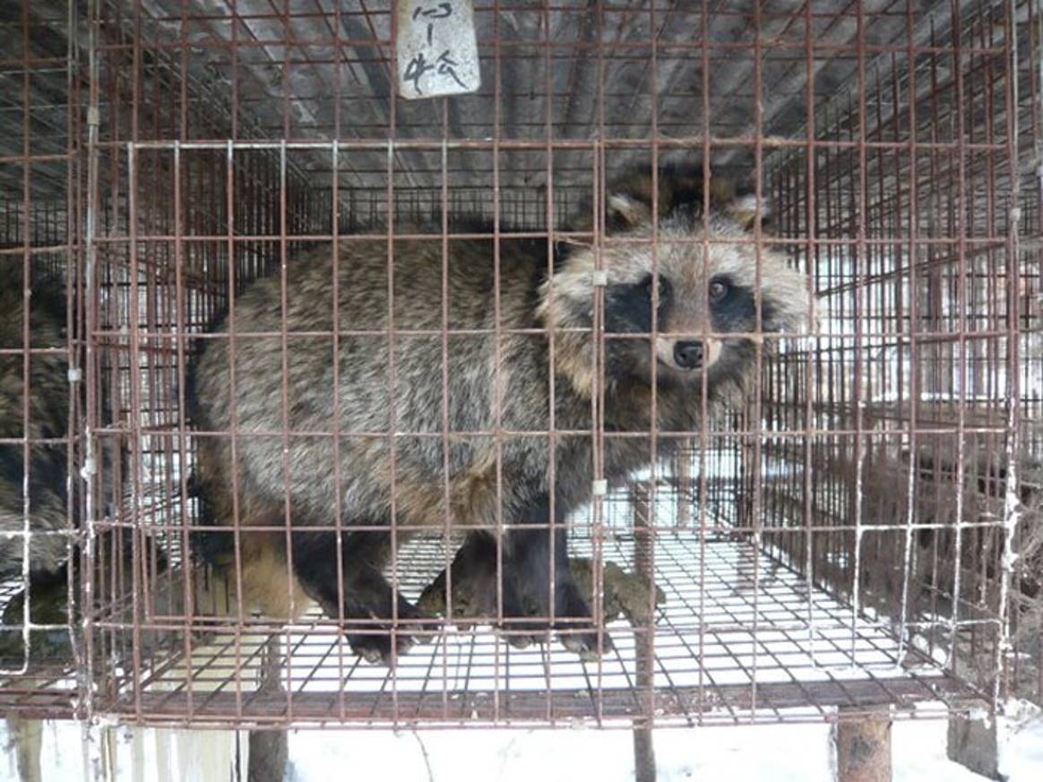 UK Government called on to ban sale of toxic fur apparel following study