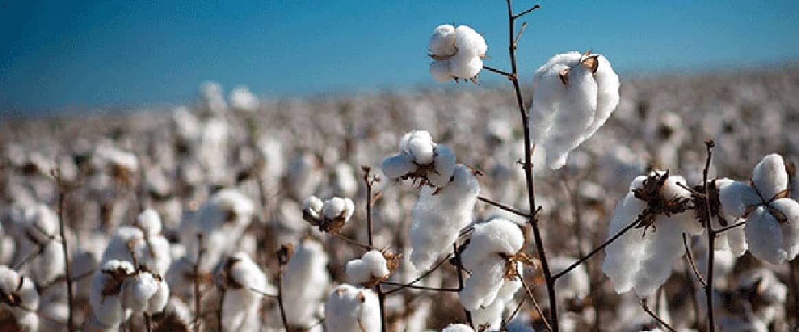 FIT Offers Bright Strategies for Sustainable Fashion Part 2: Cotton