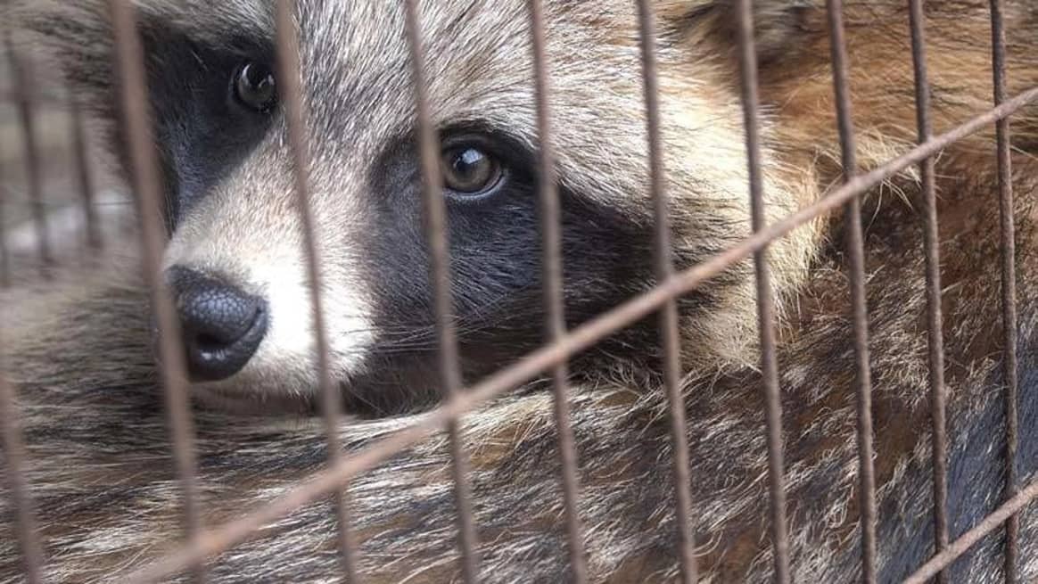 The UK Fur Debate: 'Plainly, fur is immoral, cruel and barbaric'