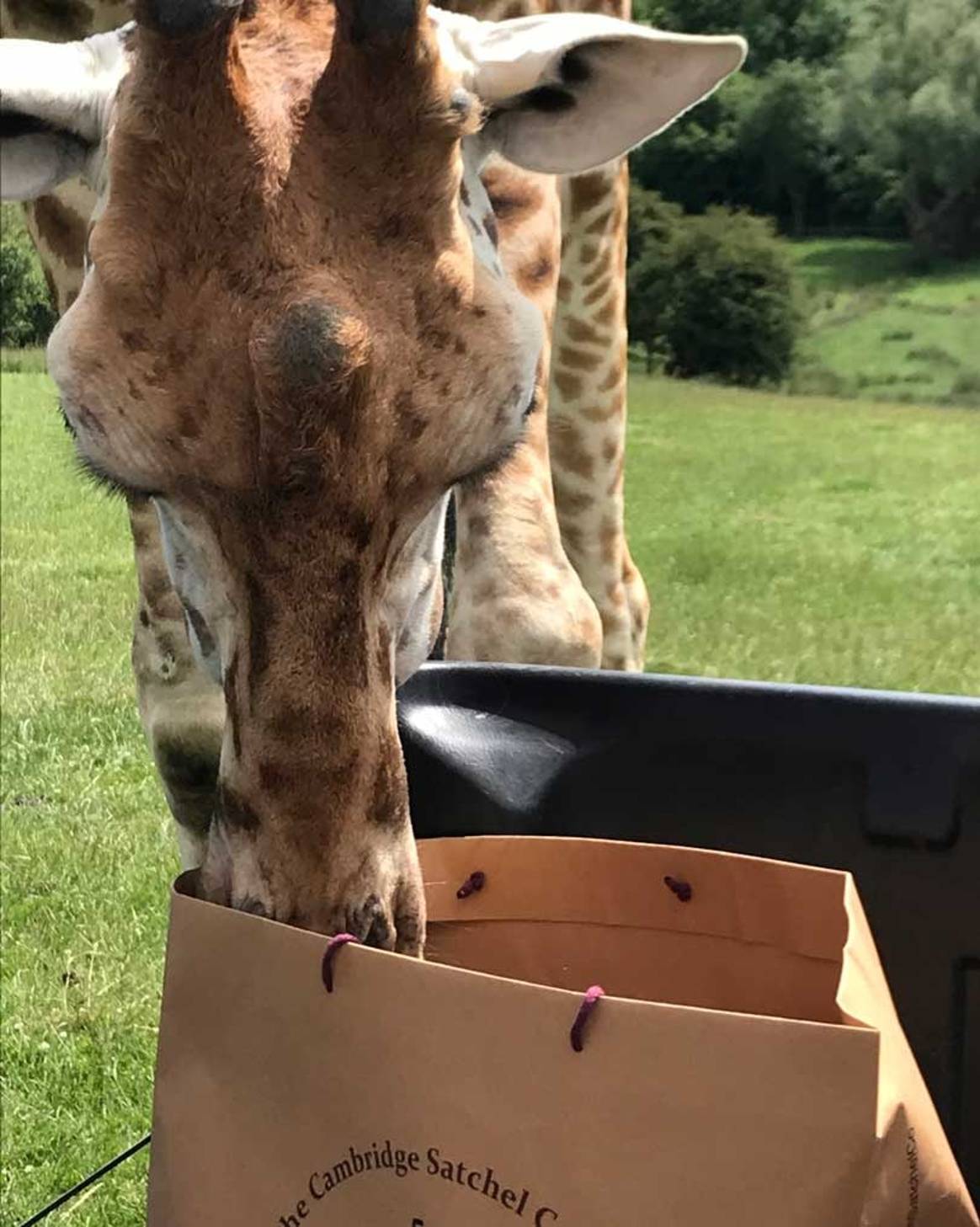 In Pictures: Cambridge Satchel Company giraffe collection