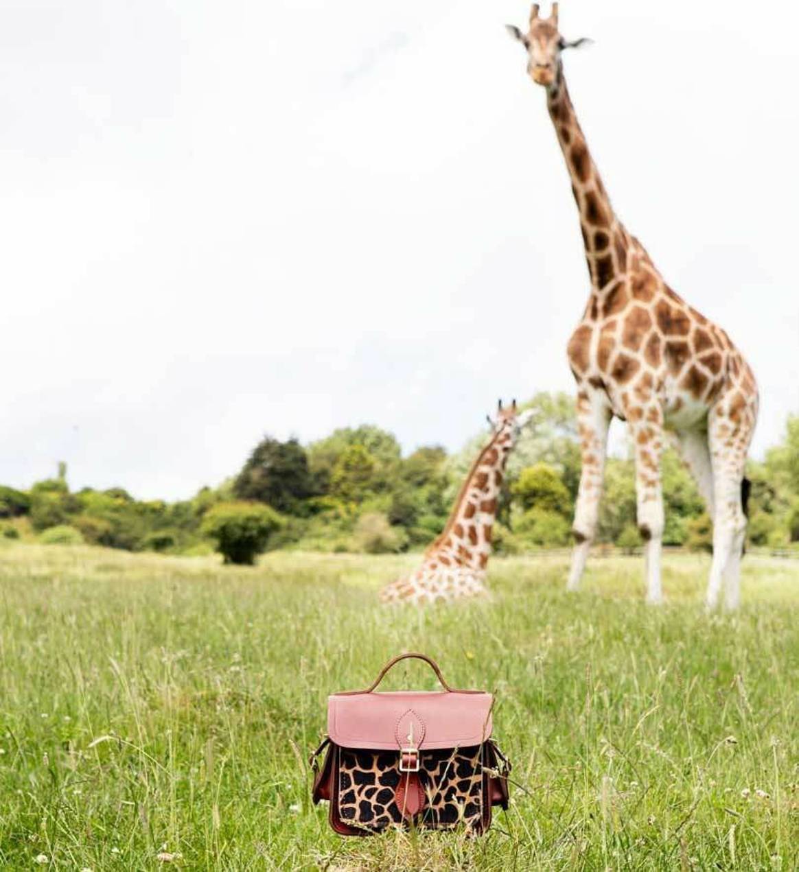 Cambridge Satchel Company: neue Giraffenkollektion für den Tierschutz