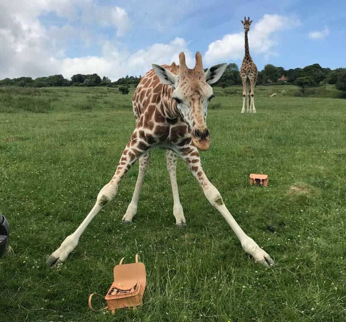 Cambridge Satchel Company: neue Giraffenkollektion für den Tierschutz