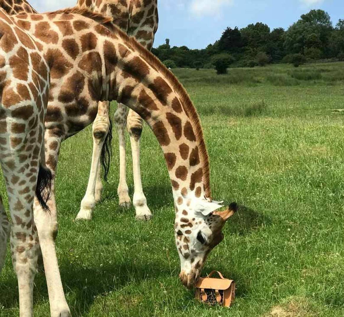 Cambridge Satchel Company: neue Giraffenkollektion für den Tierschutz
