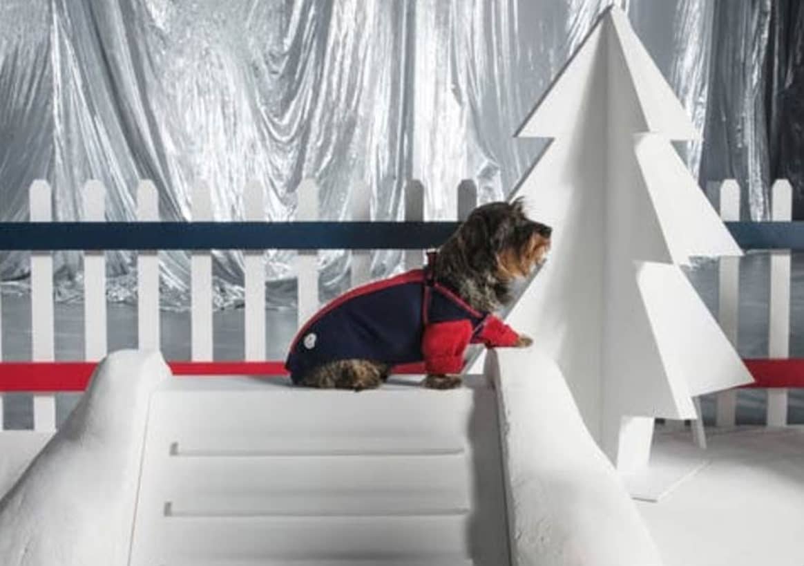 Moncler Poldo Dog Couture: Luxusmode für Hunde