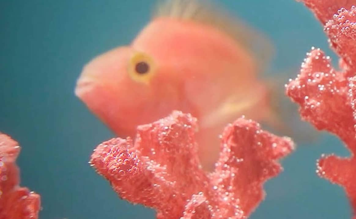 Все о цвете "Живой коралл": выгодный оттенок для соцсетей, в моде вдохновляет на эксперименты
