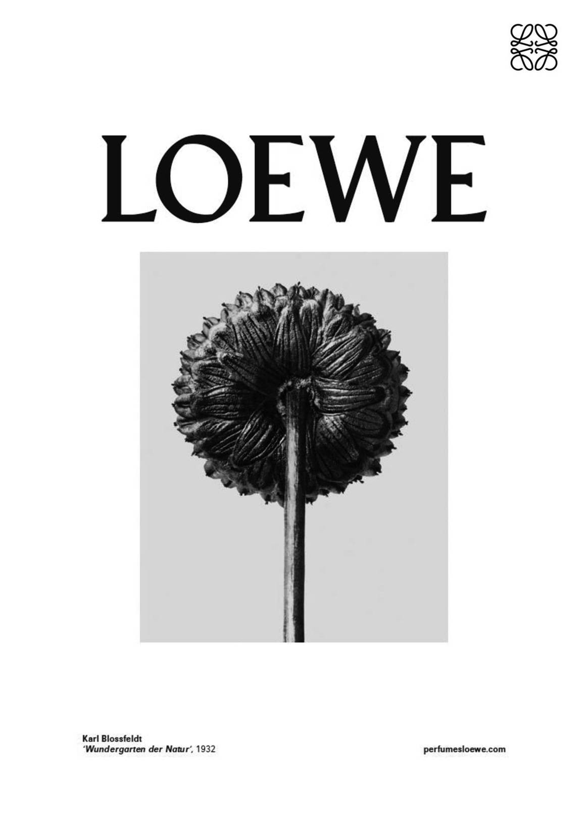 Loewe rinde homenaje en el Thyssen al naturalismo de Karl Blossfeldt