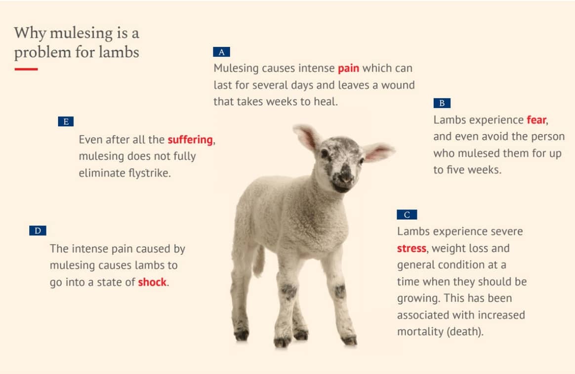 Wie Marken den Übergang zu schmerzfreier Schafwolle schaffen können