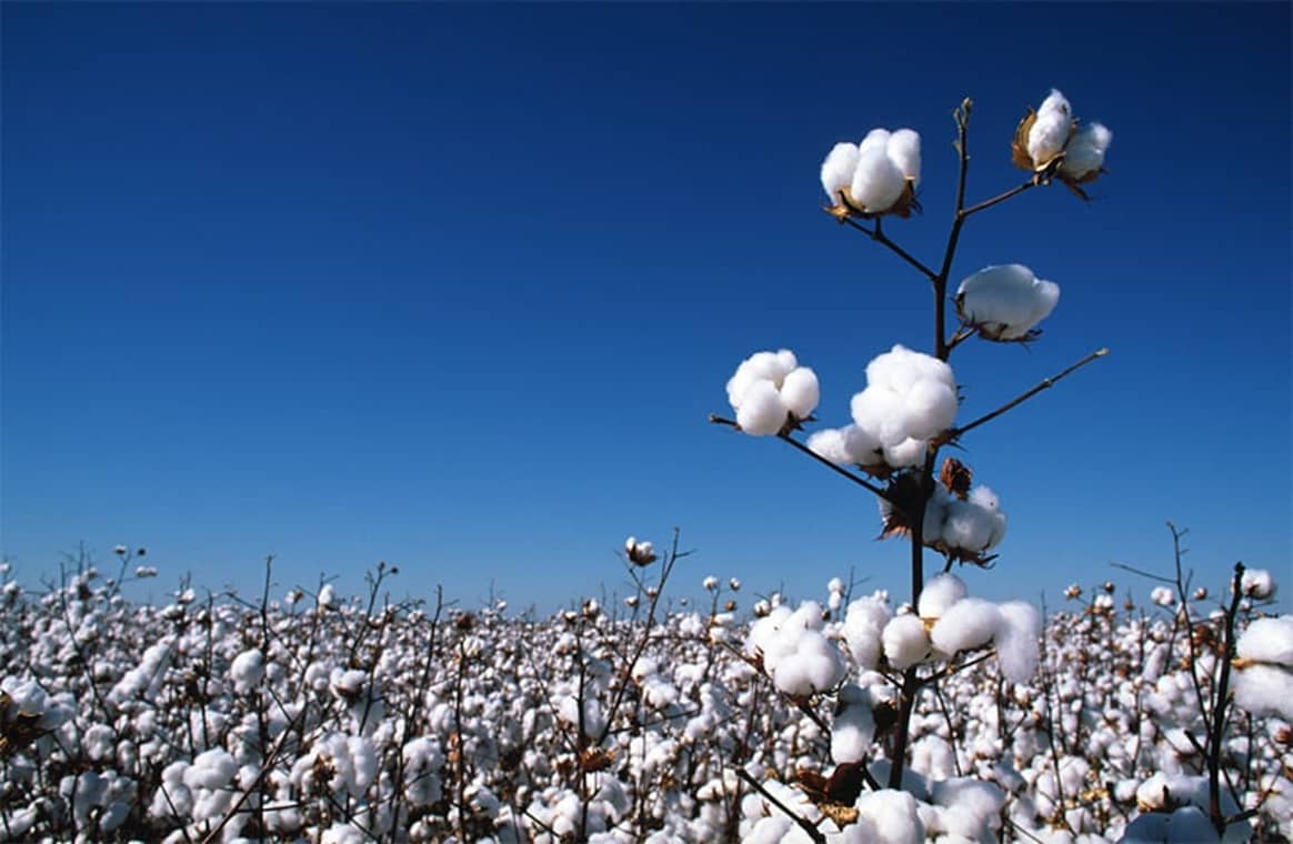Wrangler lance son programme « Sustainable Cotton » en Europe