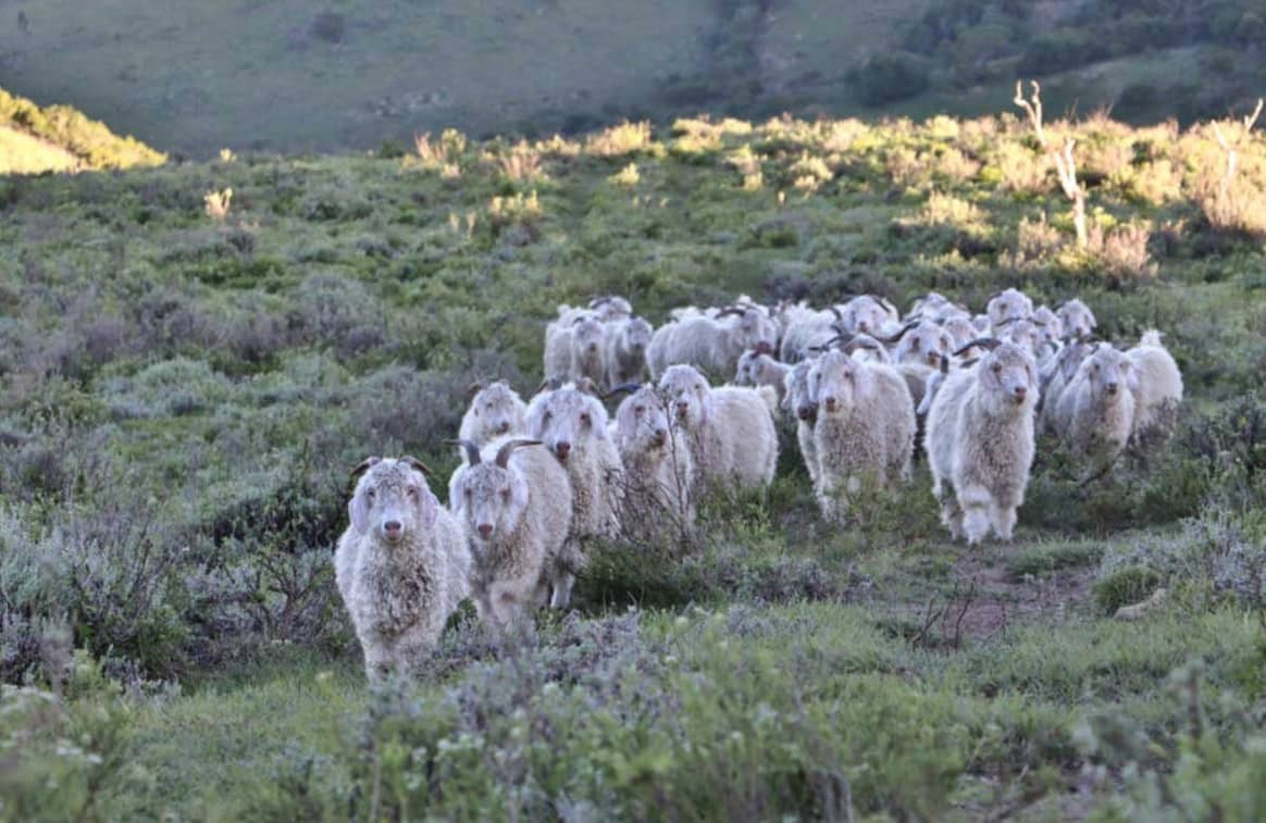 Textile Exchange releases new Responsible Mohair Standard