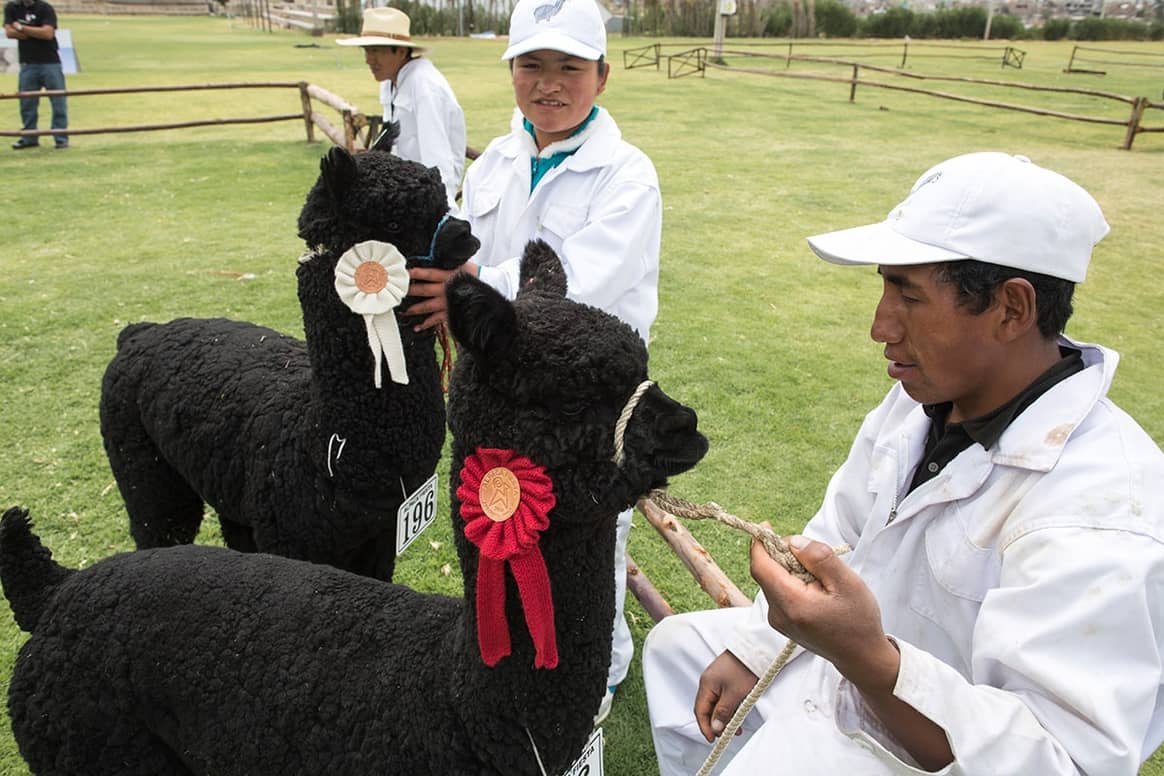 Black Alpaca wool -  the 'Dom Pérignon' of natural fibres