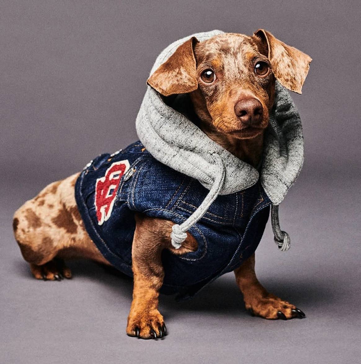 Beeld: Dsquared2 x Poldo Dog Couture