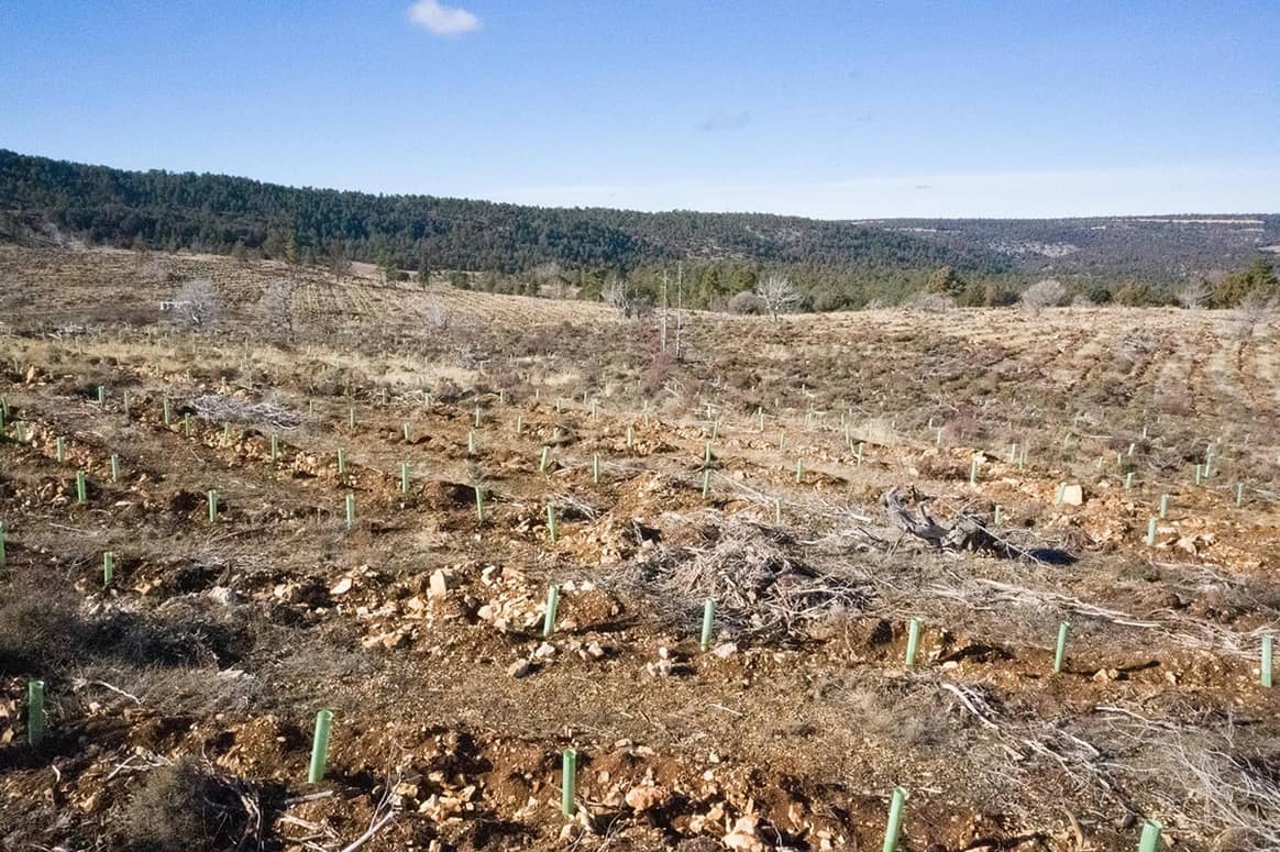 La segunda edición del #BosqueSpringfield plantará 20.000 árboles en Galicia