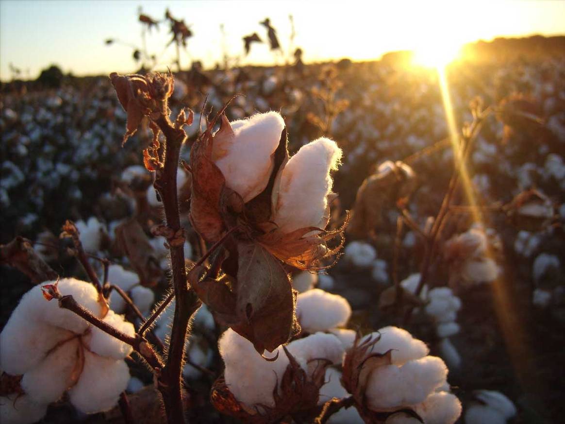 Día Mundial del Agua: el algodón, ¿un peligro o una alternativa eficiente?
