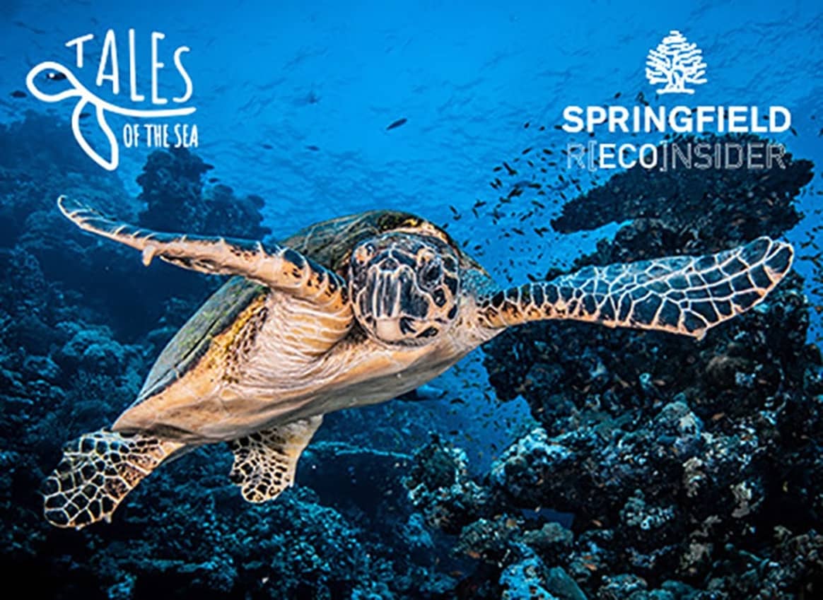 Springfield y la organización Plastic Free apoyan la recuperación de tortugas marinas de la Fundación Oceanogràfic